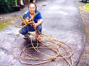 Bonsai, cay canh nghe thuat, cây cảnh nghệ thuật, cay the, cây thế, triển lãm bonsai, trien lam bonsai, triển lãm cây thế, trien lam cay the